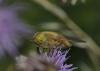 Atylotus sp.